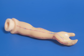 Medical acupuncture model of human hand