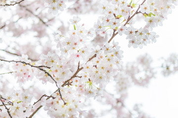 Fototapeta premium White Blossom Cherry Tree during Spring Season