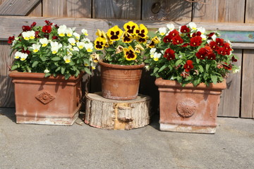 Pansies in flowerpots, Stiefmütterchen in Blumentöpfen