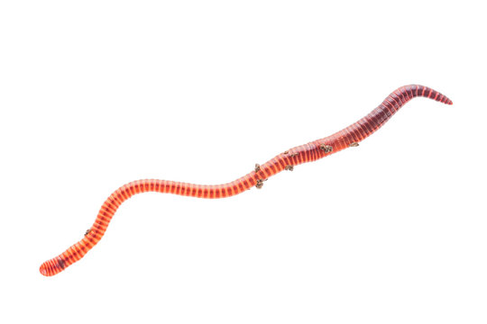 Macro shot of red worm Dendrobena in manure, earthworm live bait for fishing isolated on white background.
