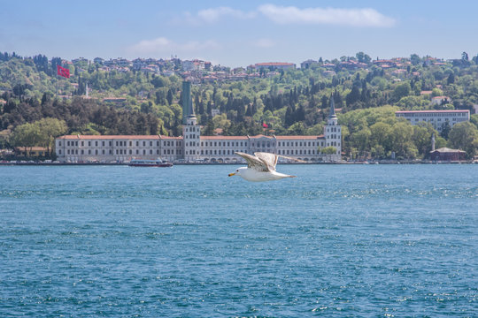 Möwe fliegt vor historischem Gebäude. Auf dem Bosporus