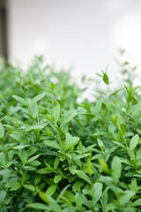 Green bushes with close-up leaves