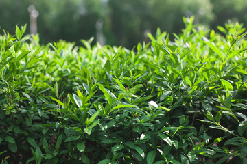 Green bushes with close-up leaves