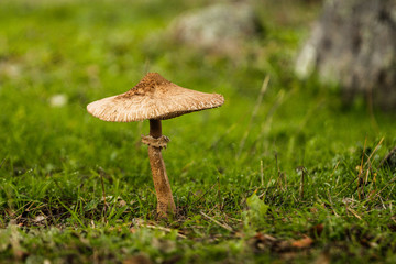 Parasol Mushroom Lepiota procera or Macrolepiota procera, with green grass, selective focus and diffused background, in Alentejo, Portugal.