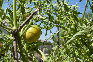Tomato Ripening on the Plant