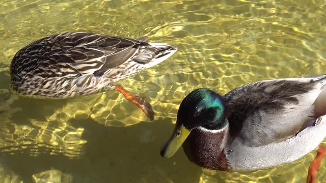 Pareja de patos nadando en un lago