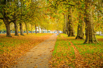London, UK - June 2014: Beautiful path in the Hyde park in London with a Shard skyscraper on the...