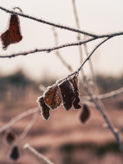Isolated Branch with Leaves on it in Field of Kemeri moor in Latvia - vintage look edit