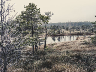 Pine Trees in Field of Kemeri moor in Latvia with a Pond inbetween of them - vintage look edit