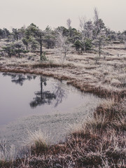 Pine Trees in Field of Kemeri moor in Latvia with a Pond in a Foreground - vintage look edit