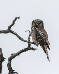Northern Hawk Owl