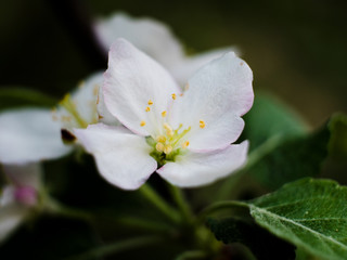 blossom apple tree