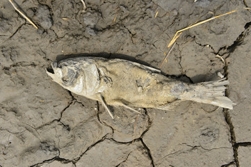 The dead fish