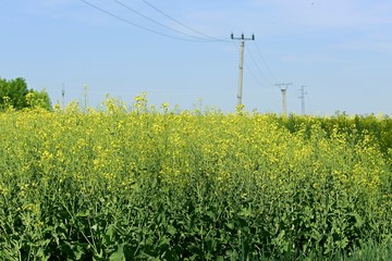 Sunny day, summer countryside with electricity pylons, high-voltage power lines, horizon field of yellow oilseed rape, clear blue sky