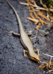 Lizard