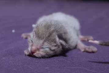 LITTLE GRAY NEWBORN KITTEN