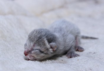 LITTLE GRAY NEWBORN KITTEN