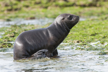 Naklejka premium Sea Lion pup walking on a beach, Patagonia Argentina