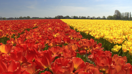 CLOSE UP: Endless field of lovely red and yellow tulips separated by walkway