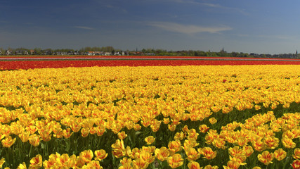 Fototapeta premium CLOSE UP: Big vast field of stunning red, yellow and pink tulips dancing in wind