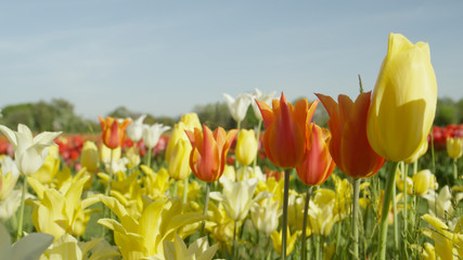 Obraz premium CLOSE UP: Lovely delicate silky tulips of different species, colors and shapes