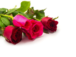 rose flower with green leaves.