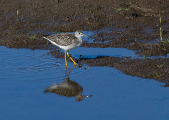 Greater Yellowlegs with Reflection