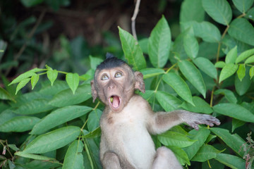可愛いサル