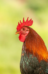 Wild rooster Chicken on Maui