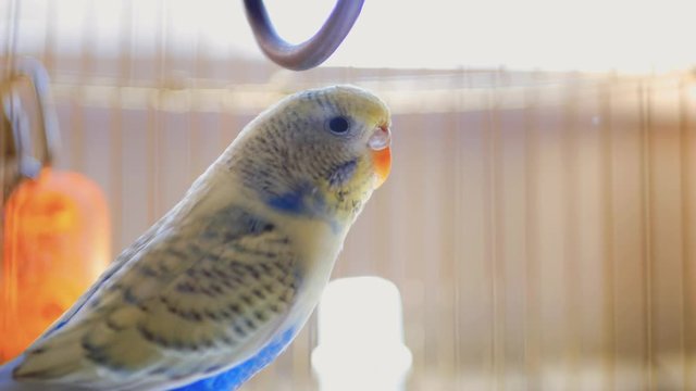 Male blue budgerigar in the cage.