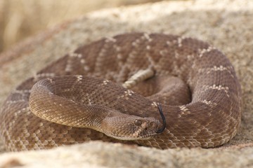 Red Diamond Rattlesnake