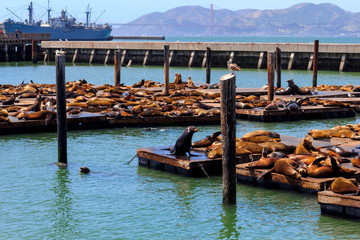 Birds and Sea Lions Relaxing in San Francisco Bay Near Pier 39