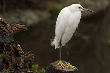 Snowy Egret