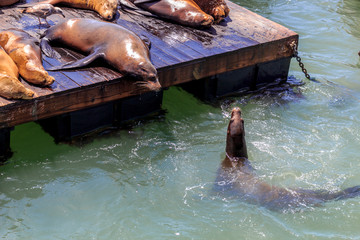 Fototapeta na wymiar Sea Lions at Pier 39 in San Francisco