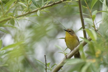 Female Common Yellowthroat