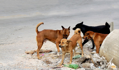 Beautiful dogs on the streets of Phnom Penh, the capital of Cambodia, Asia.
