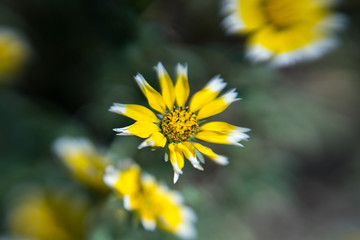 Yellow Flower