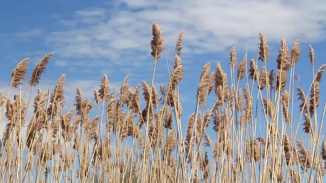 Common reed Phragmites australis over a blue sky summer day  waving in the wind footage no audio
