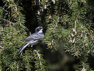 Yellow-rumped Warbler  in Spring