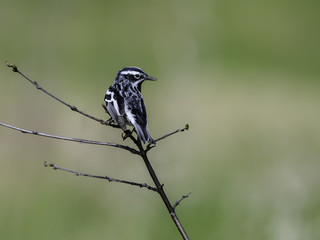 Yellow-rumped Warbler  in Spring