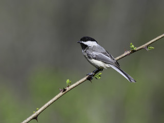 Obraz premium Black-Capped Chickadee in Spring