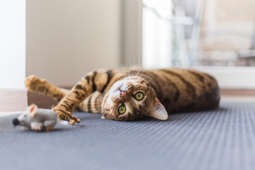 Beautiful bengal cat lying on floor and playing with mouse toy in the house