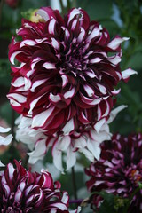 purple Dahlia