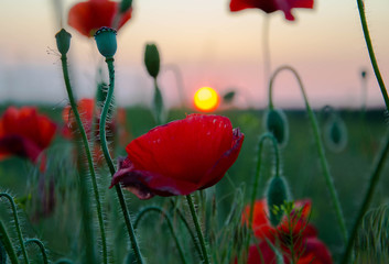 Red poppies