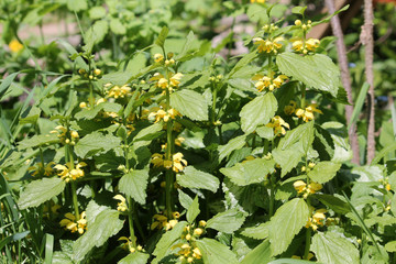 Flowering Yellow archangel plant or Lamium galeobdolon argentatum