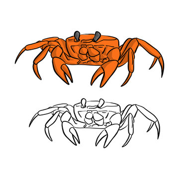 orange crab vector illustration sketch doodle hand drawn with black lines isolated on white background