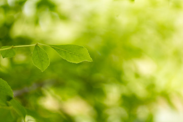  Green color image，Green Leaves