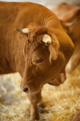 cute, clean, healthy and happy cow in a barn, relaxing in fresh straw, beautiful yellow sunlight,...