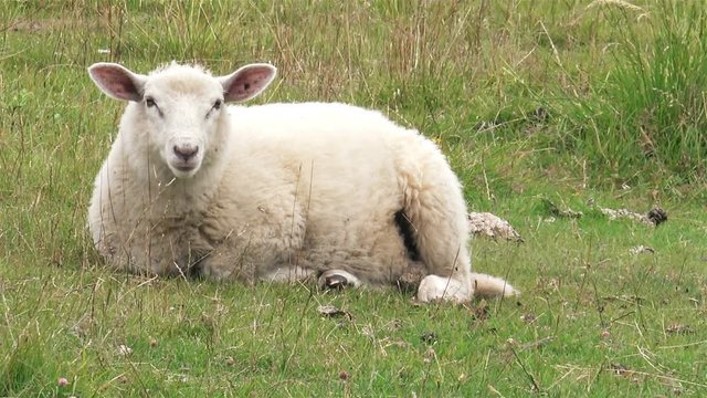Sheep lies on the green lawn. 4K Ultra HD
