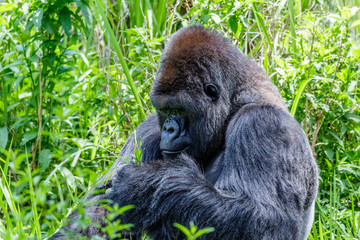 African Gorilla